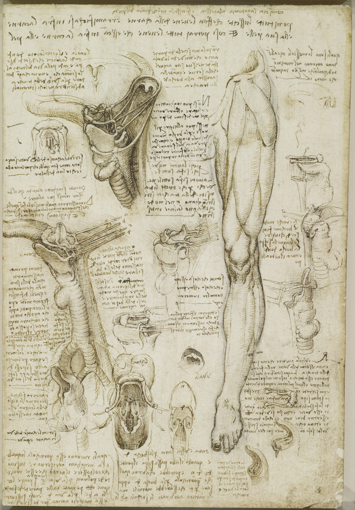 Анатомические рисунки Леонардо да Винчи в оцифрованном виде - 19
