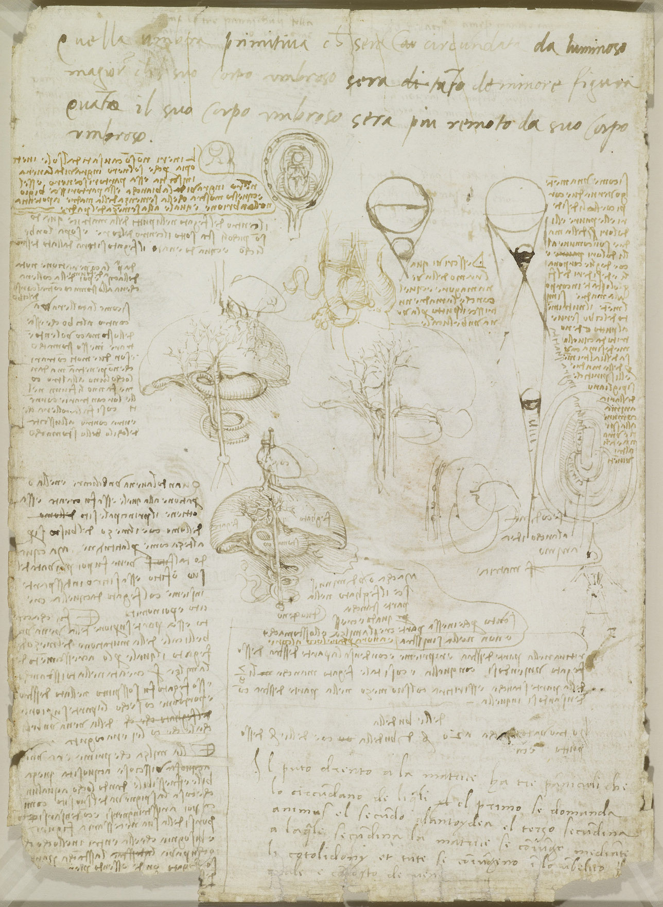 Анатомические рисунки Леонардо да Винчи в оцифрованном виде - 2