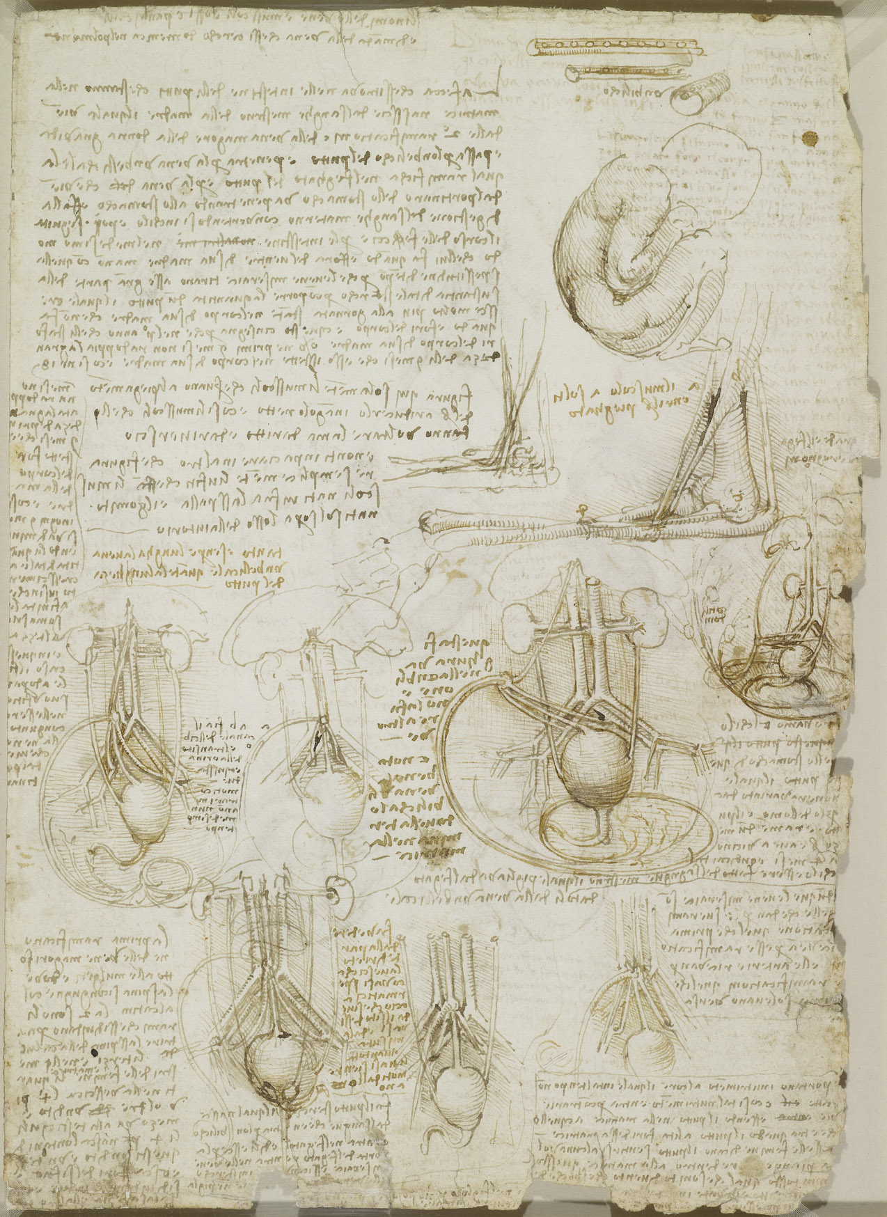 Анатомические рисунки Леонардо да Винчи в оцифрованном виде - 23