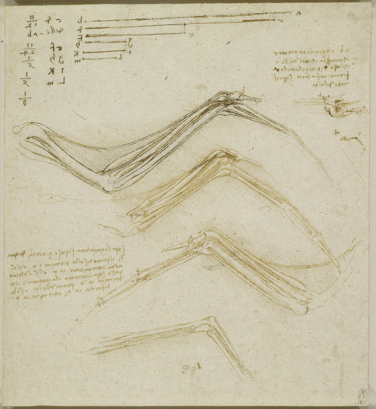 Анатомические рисунки Леонардо да Винчи в оцифрованном виде - 25