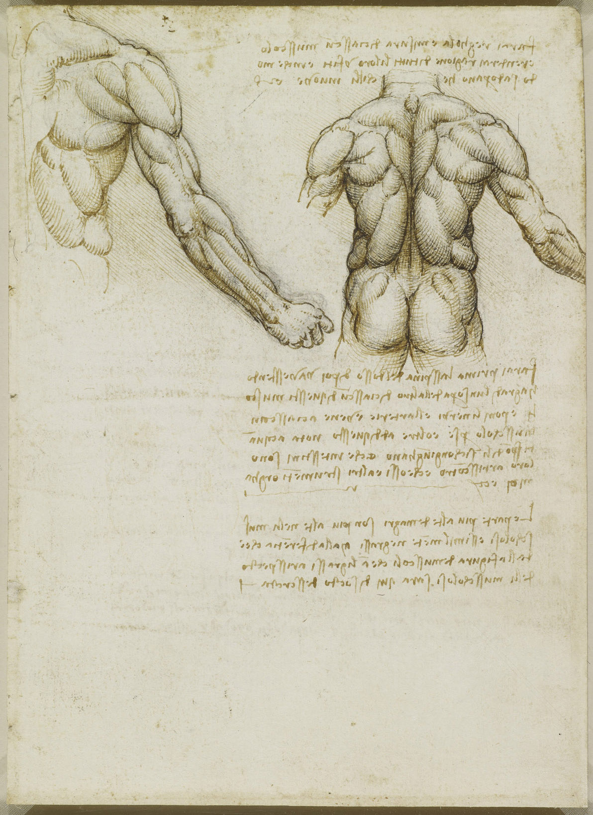 Анатомические рисунки Леонардо да Винчи в оцифрованном виде - 8