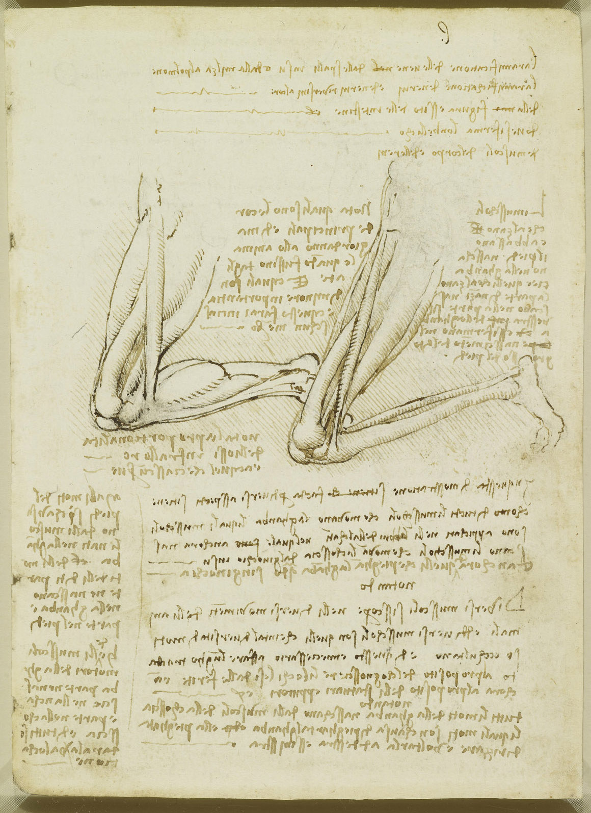 Анатомические рисунки Леонардо да Винчи в оцифрованном виде - 9