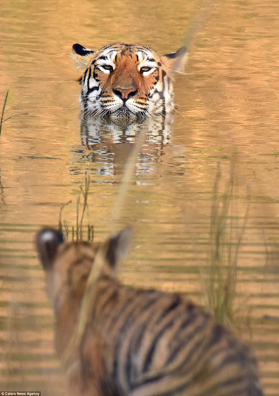 tigritsa kupaet tigrenka foto 1