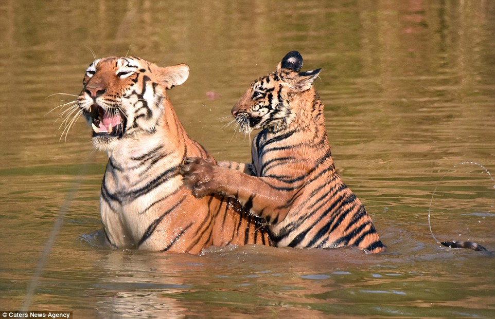 tigritsa kupaet tigrenka foto 8