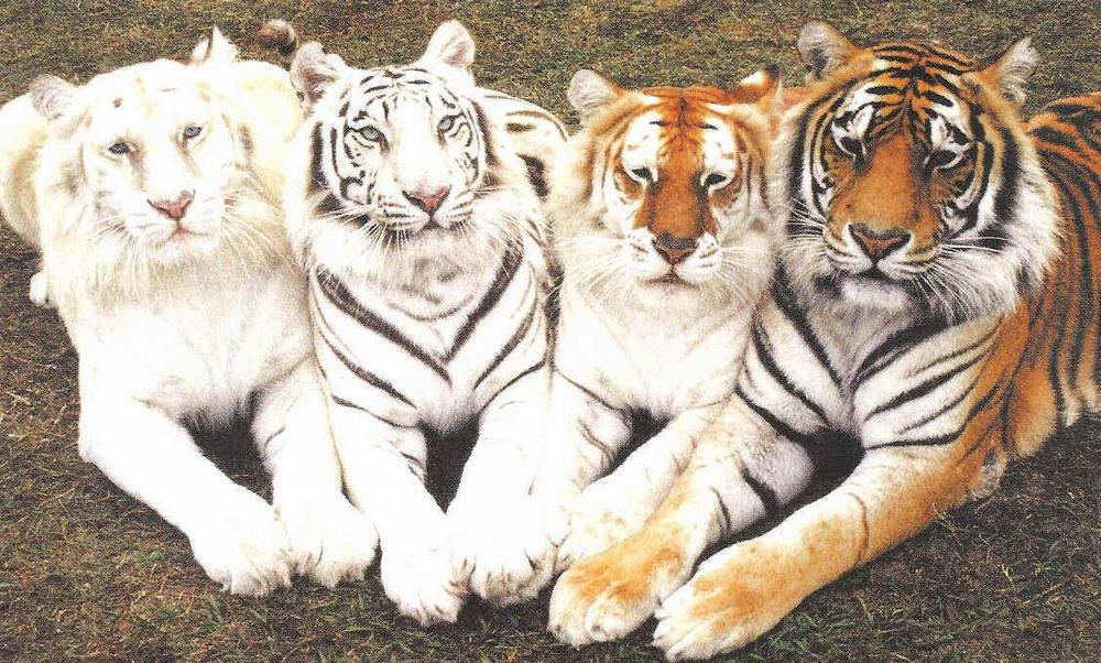 Четыре тигра на одном фото: альбинос, белый, золотой и бенгальский