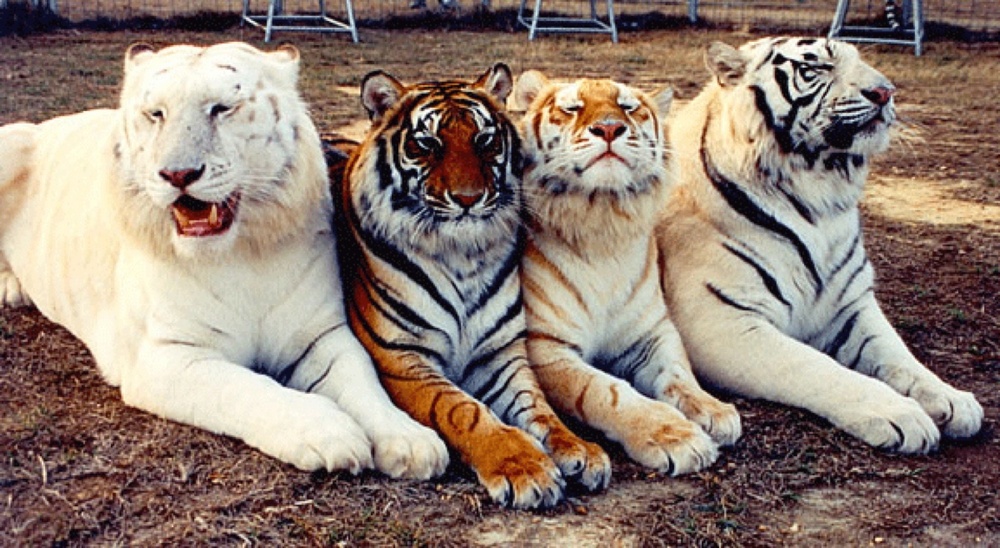 Четыре тигра на одном фото: альбинос, белый, золотой и бенгальский - 2