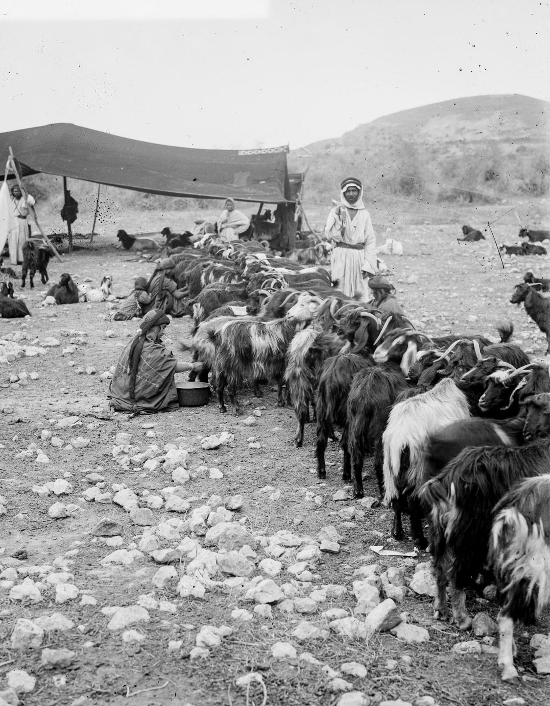 Бедуины в исторических фотографиях  21