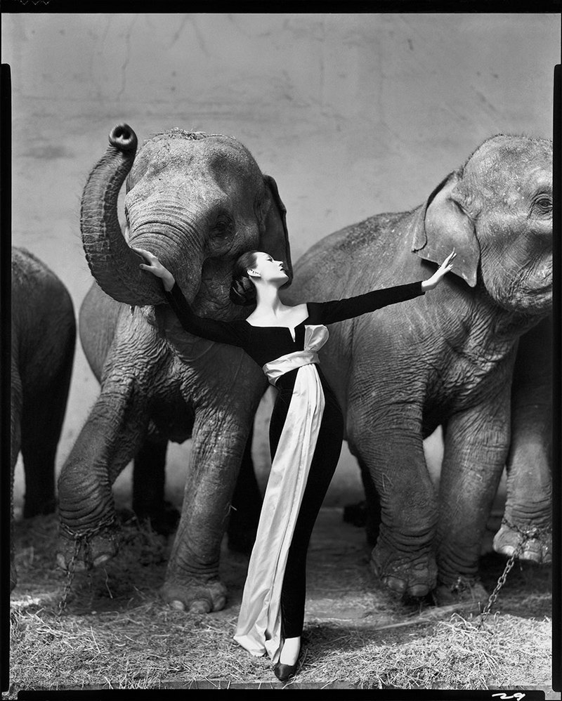 Dovima with elephants evening dress by Dior Cirque dHiver Paris August 1955 Richard Avedon 1955