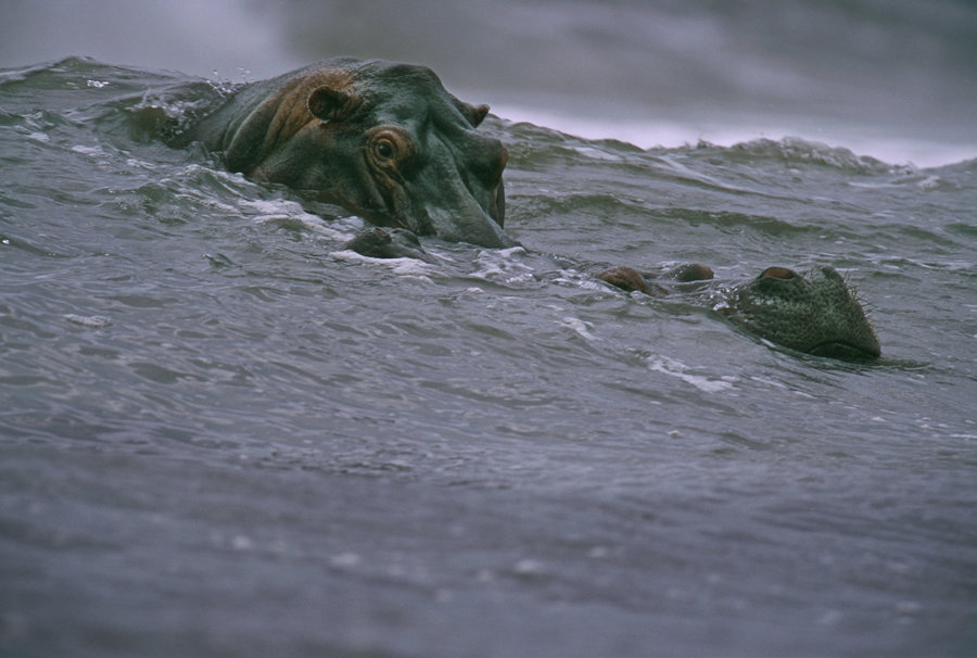 Surfing Hippos Michael Nichols 2000