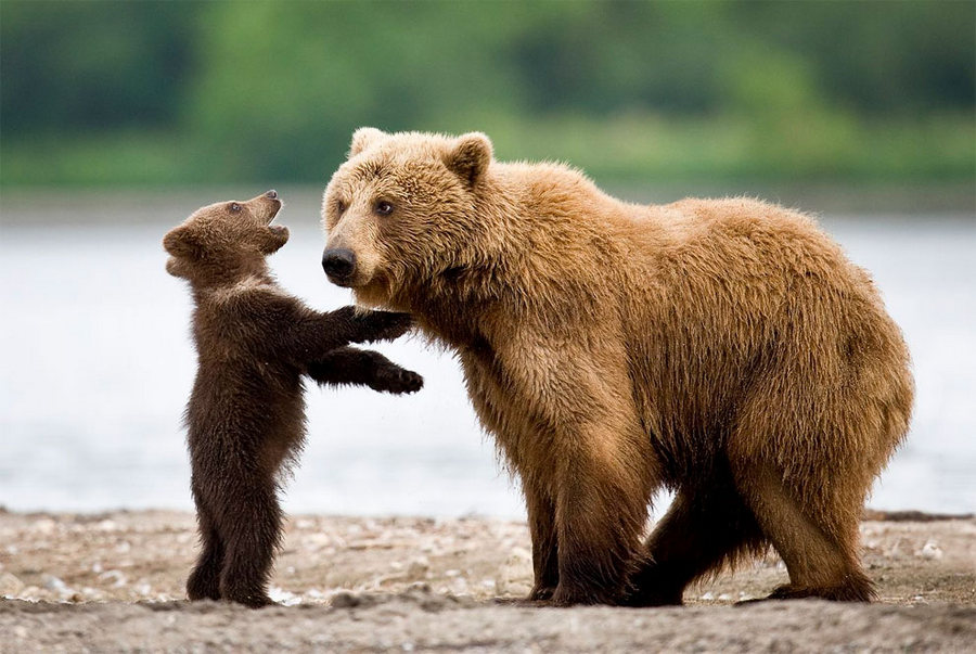 Невероятные фотографии медведей 1
