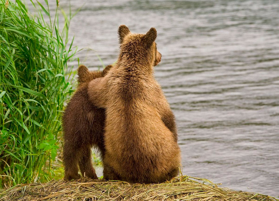 Невероятные фотографии медведей 10