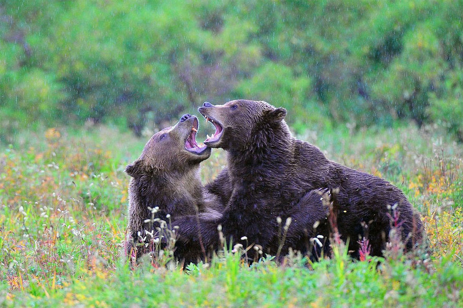 Невероятные фотографии медведей 11