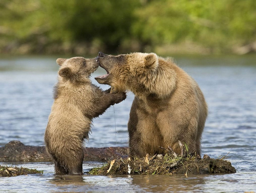 Невероятные фотографии медведей 15