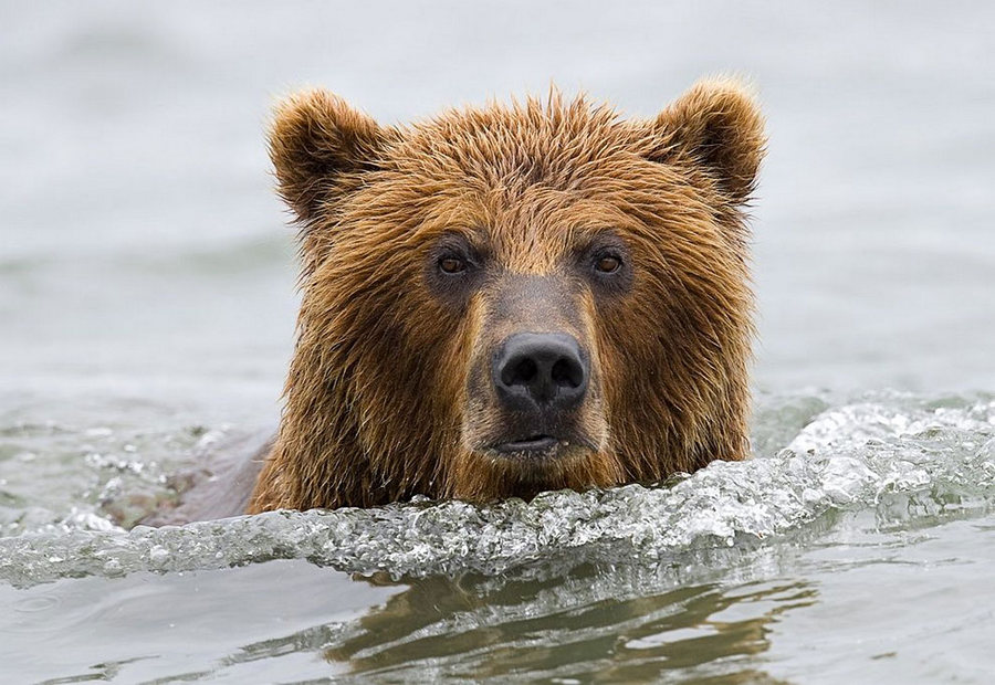 Невероятные фотографии медведей 19