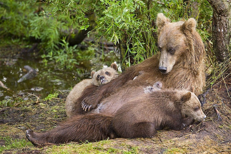 Невероятные фотографии медведей 21