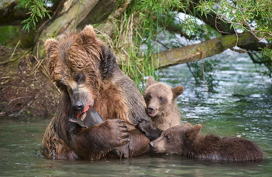 Невероятные фотографии медведей 22
