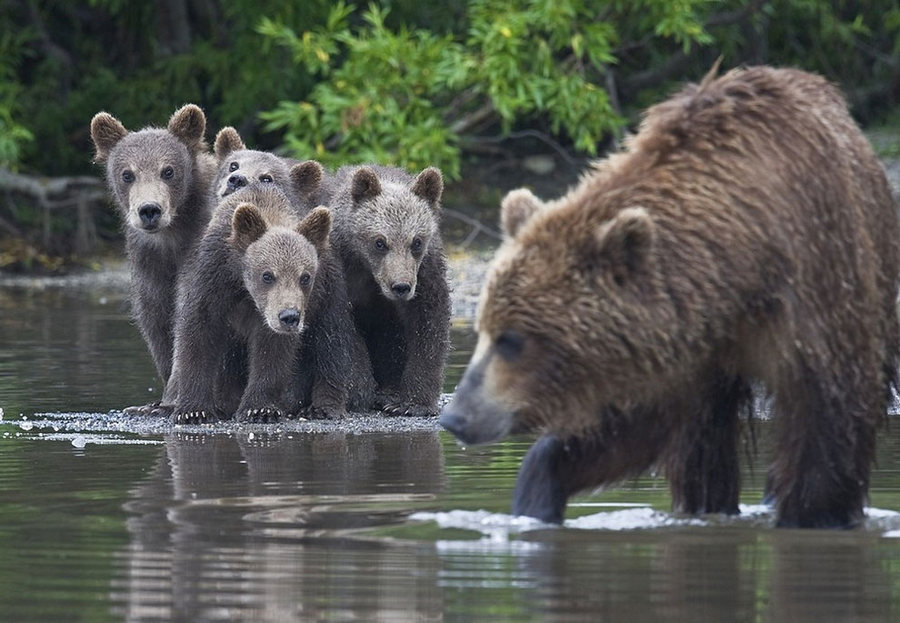 Невероятные фотографии медведей 26