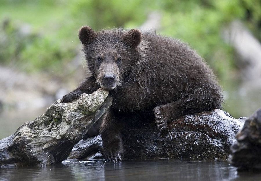 Невероятные фотографии медведей 5