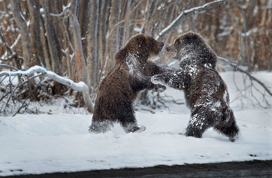 Невероятные фотографии медведей 9