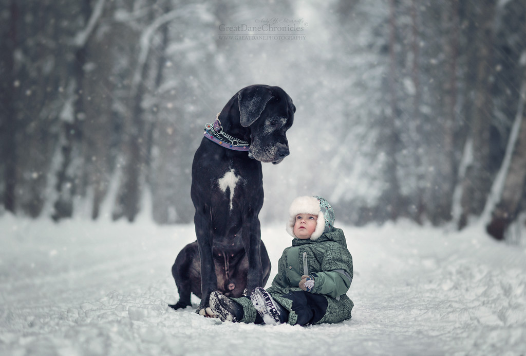 Энди Селиверстов фотографии детей и их больших собаках 10