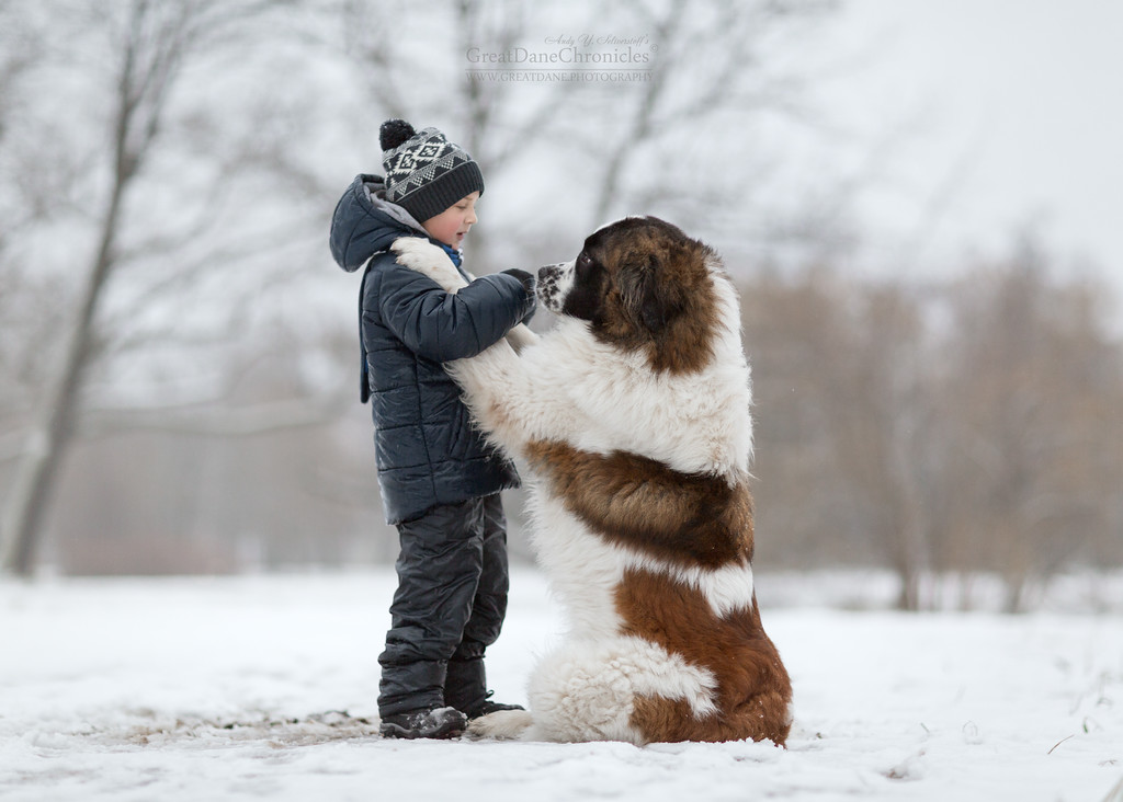 Энди Селиверстов фотографии детей и их больших собаках 15