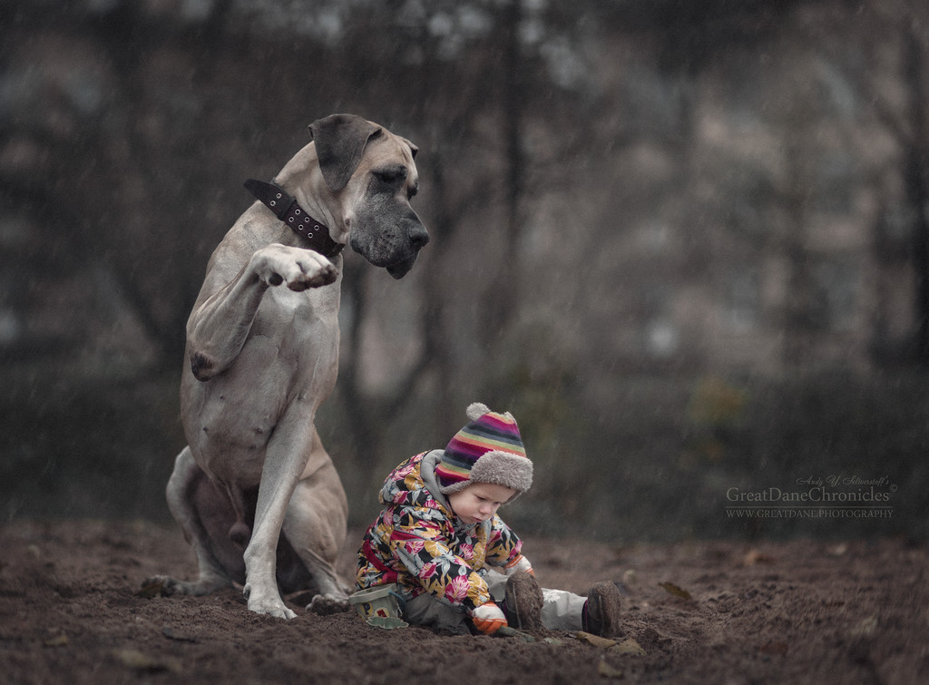 Энди Селиверстов фотографии детей и их больших собаках 20