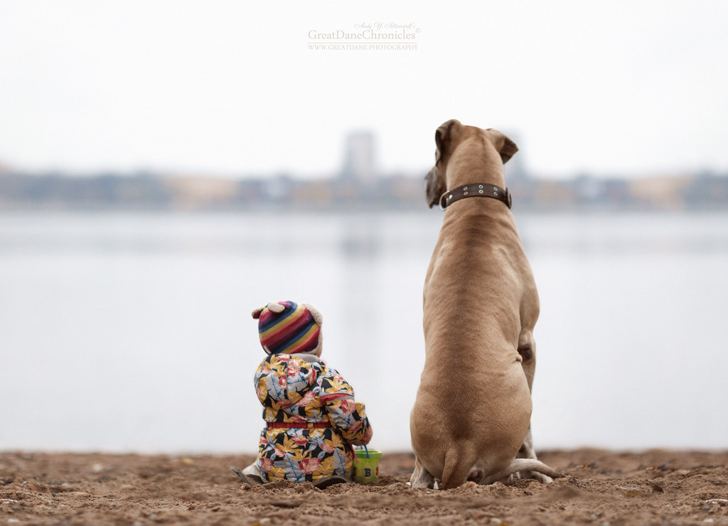 Энди Селиверстов фотографии детей и их больших собаках 24