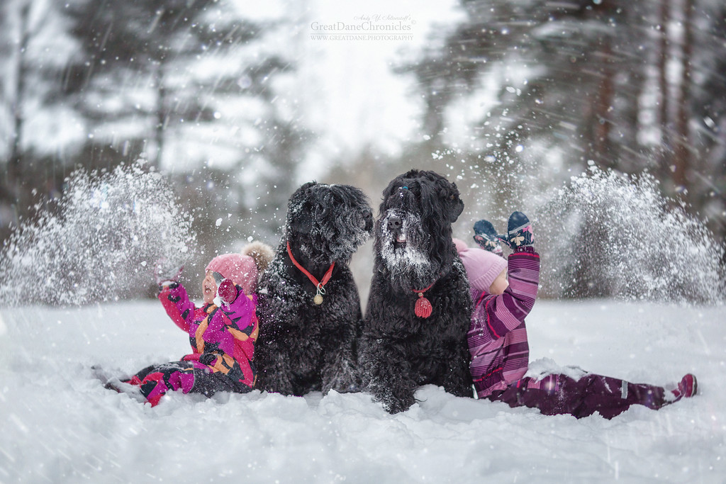 Энди Селиверстов фотографии детей и их больших собаках 7