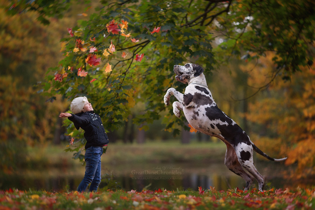 Энди Селиверстов фотографии детей и их больших собаках 9