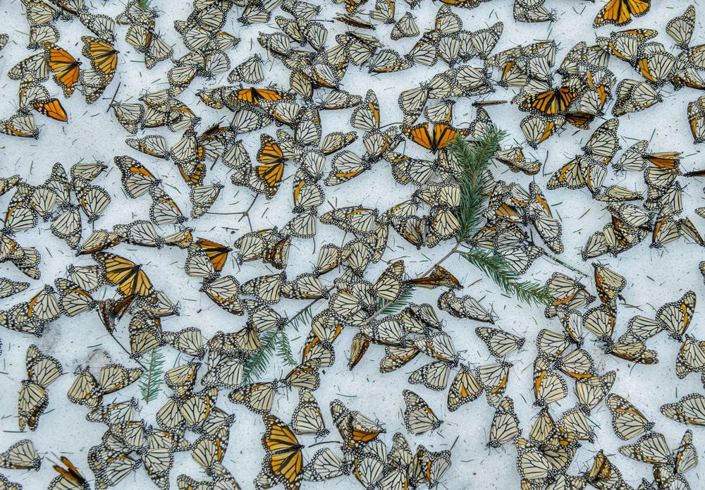Монархи в снегу, Мичоакан, Мексика