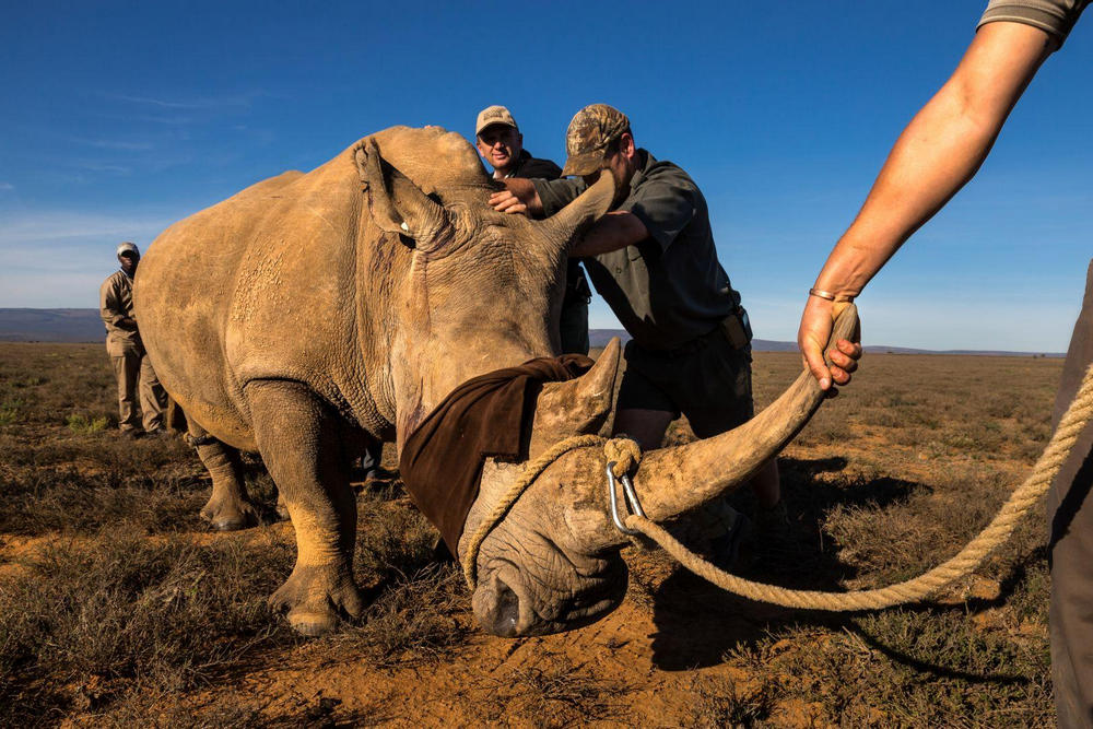 Носорожьи войны, Хлухлуве, Южная Африка - 5