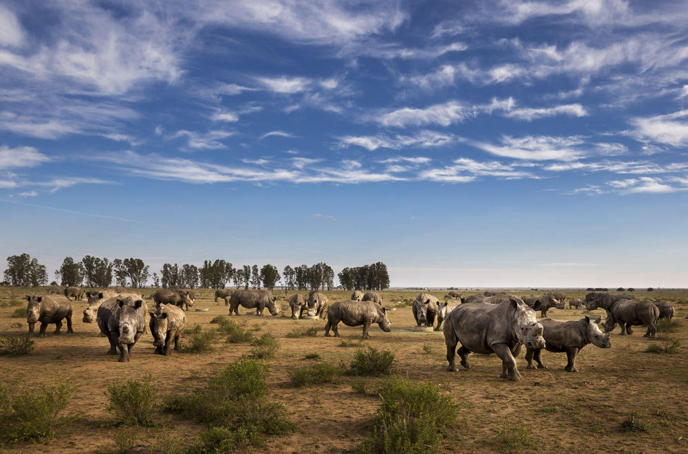 Носорожьи войны, Хлухлуве, Южная Африка - 8