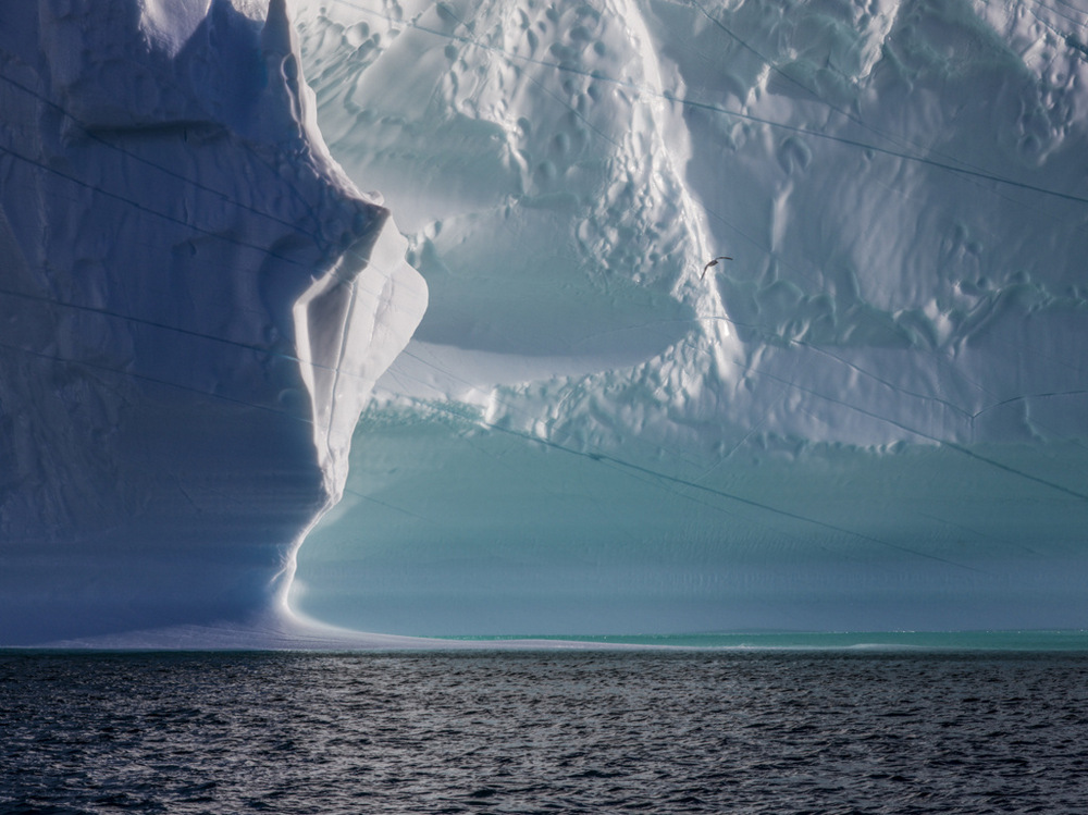 Арктика в фотографиях Дайан Тафт  2