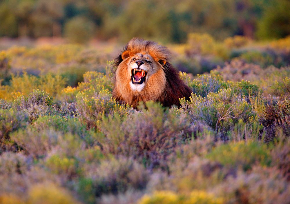 рычащий лев фото