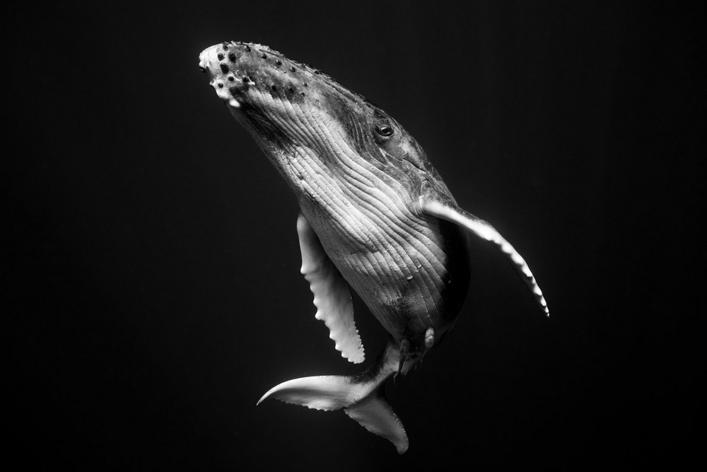 «Гиганты»: поразительные фотографии горбатых китов. Джем Крессвелл 3