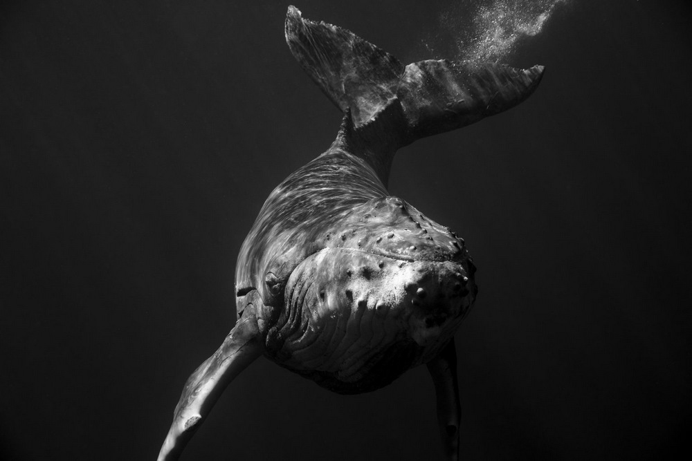 «Гиганты»: поразительные фотографии горбатых китов. Джем Крессвелл 5
