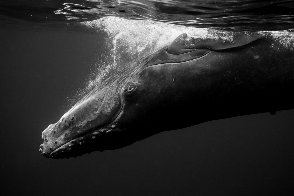 «Гиганты»: поразительные фотографии горбатых китов. Джем Крессвелл 6