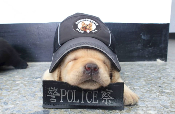 В полиции Тайваня появились новобранцы – щенки лабрадоры 1