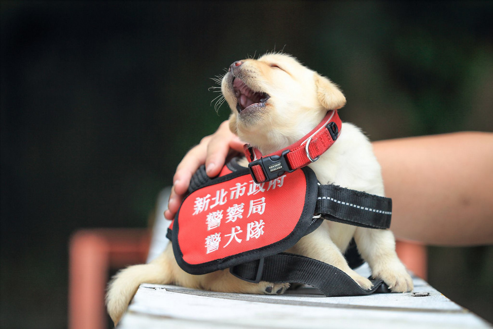 В полиции Тайваня появились новобранцы – щенки лабрадоры 11