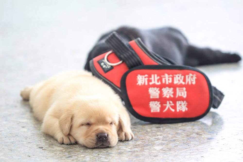 В полиции Тайваня появились новобранцы – щенки лабрадоры 12