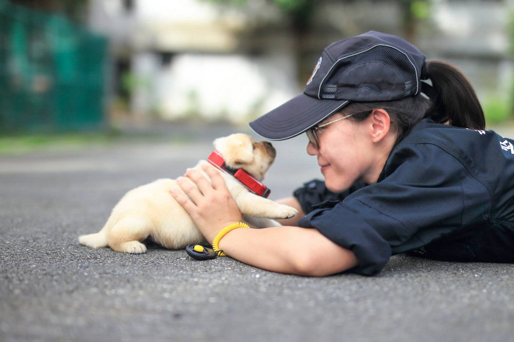 В полиции Тайваня появились новобранцы – щенки лабрадоры 9