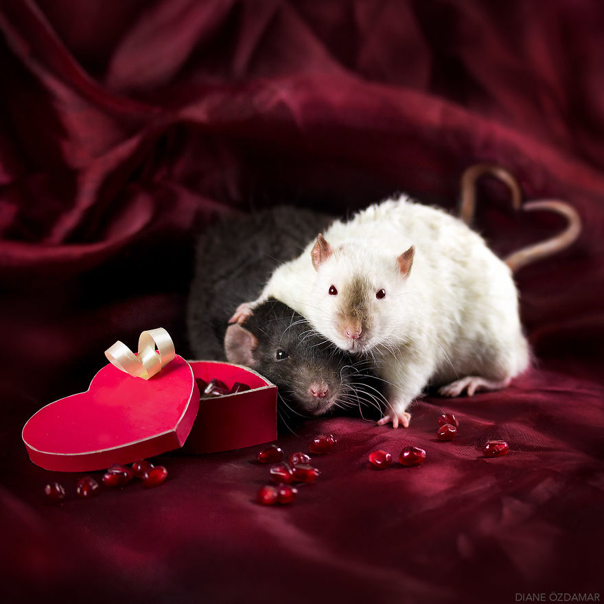 Фотографии домашних крыс Диана Оздамар 19
