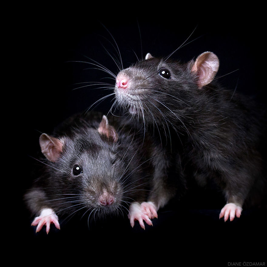 Фотографии домашних крыс Диана Оздамар 9