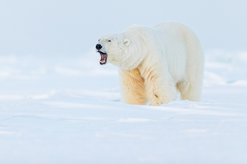 «Призраки Арктики»: белые медведи, северные олени и потрясающие пейзажи полярного архипелага  3