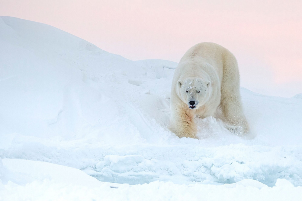 «Призраки Арктики»: белые медведи, северные олени и потрясающие пейзажи полярного архипелага  5