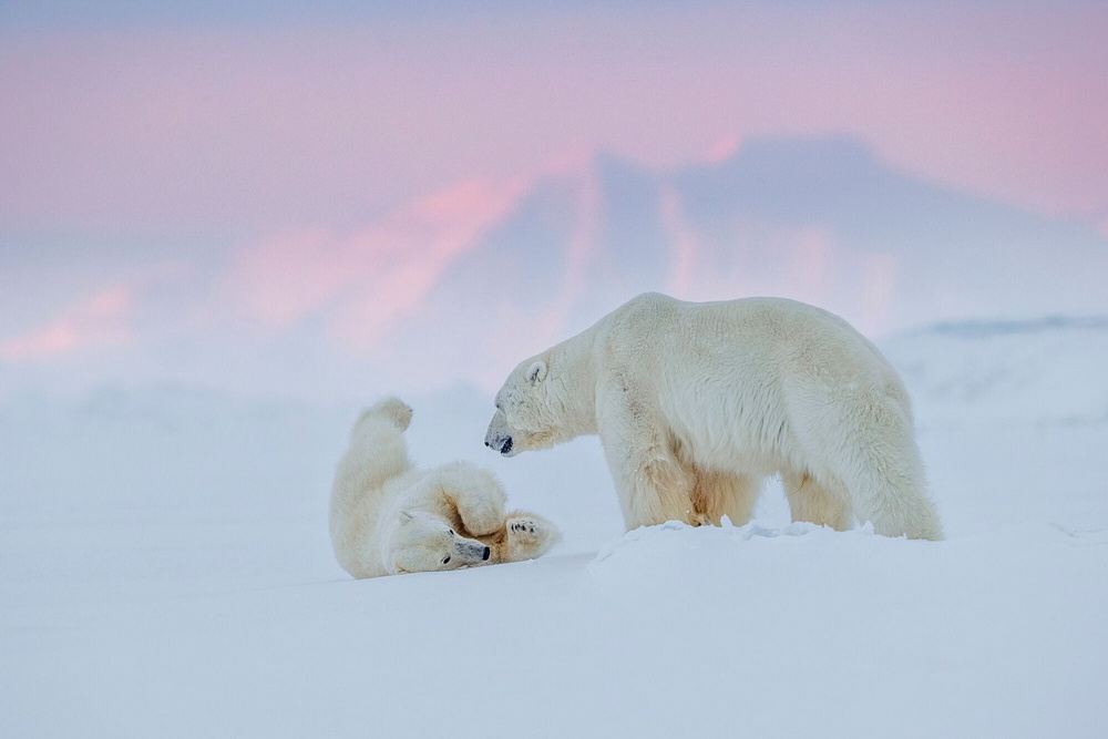 «Призраки Арктики»: белые медведи, северные олени и потрясающие пейзажи полярного архипелага  6