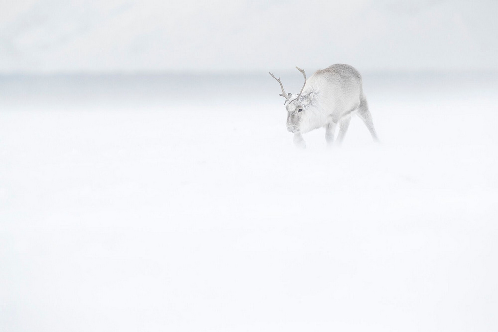 «Призраки Арктики»: белые медведи, северные олени и потрясающие пейзажи полярного архипелага  8