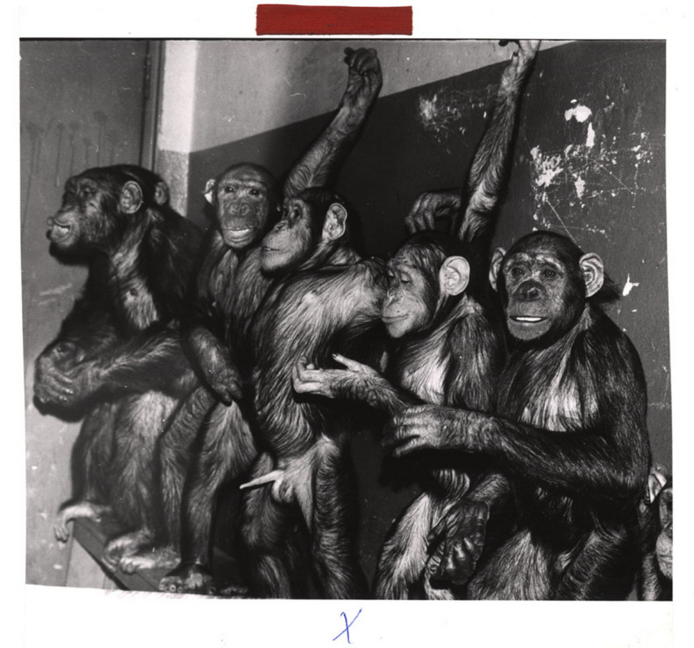 Цирк шимпанзе, стоя за кулисами