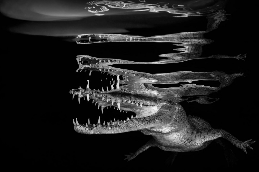 Победители конкурса подводной фотографии в 2018 году  10