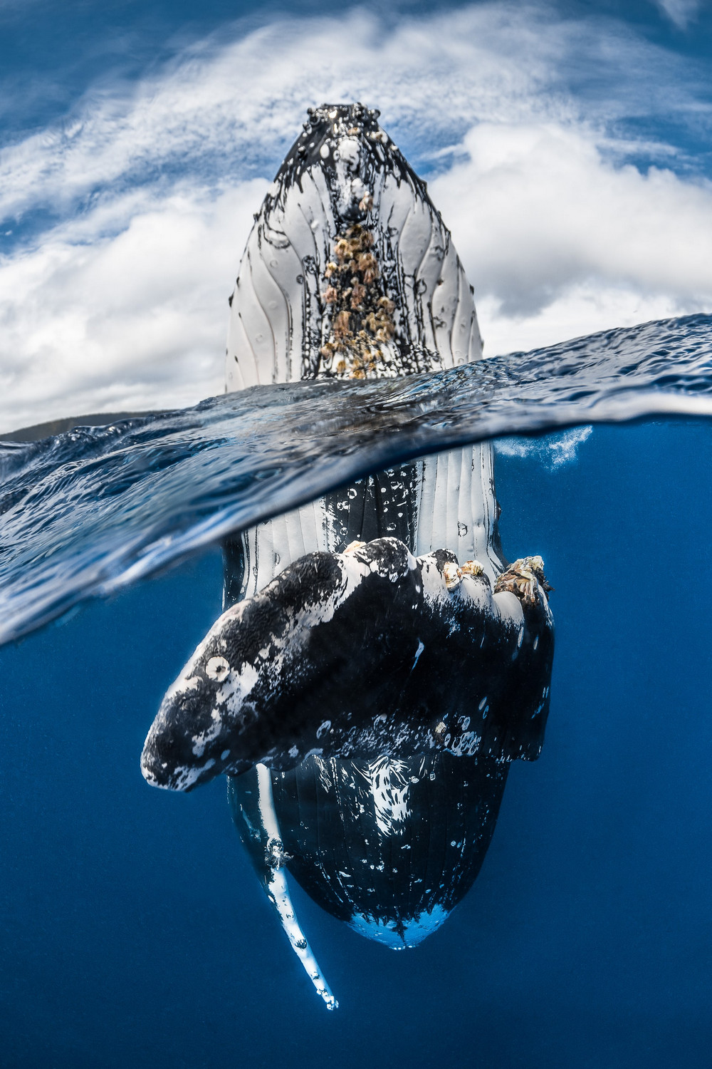 Победители конкурса подводной фотографии в 2018 году  5